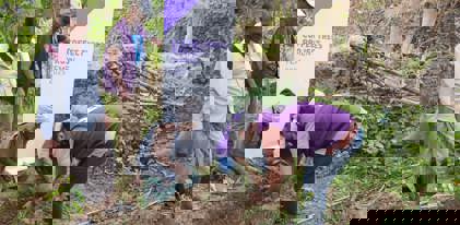 Arbre à café au Yémen