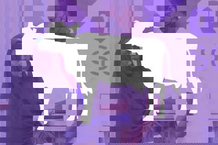 Part de vache pour l'Aïd 