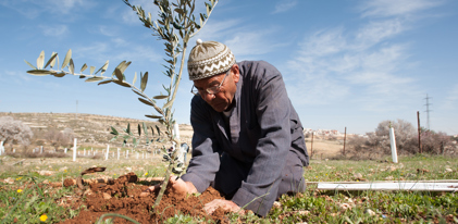 Plantez un olivier
