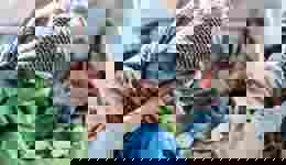 Urgence réfugiés syriens