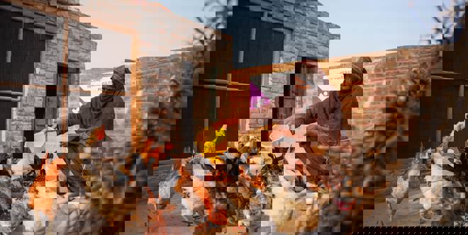 Construire un poulailler