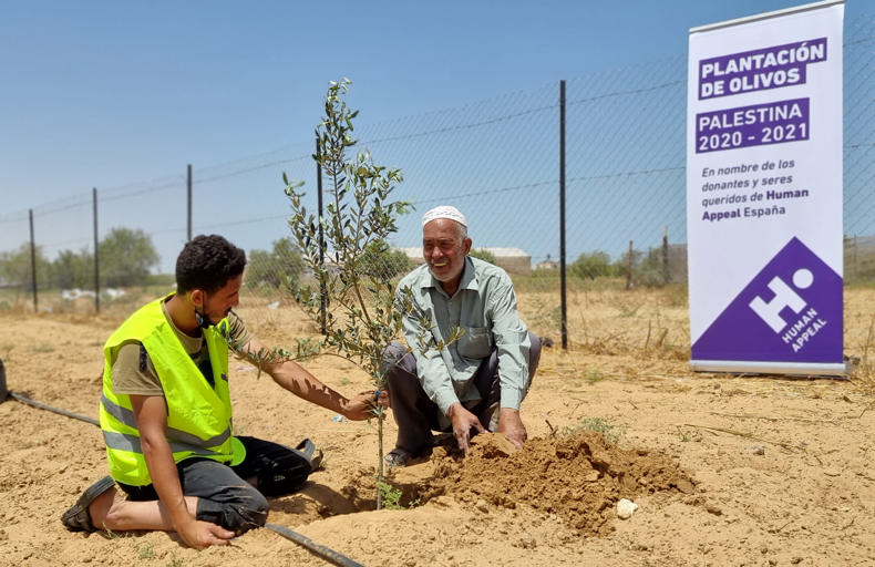 140 000 oliviers plantés en Palestine !