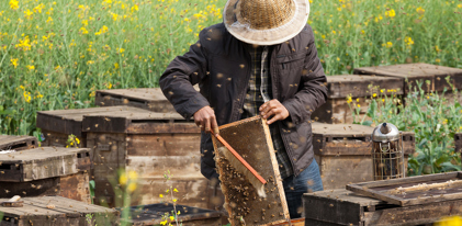 Ferme apicole