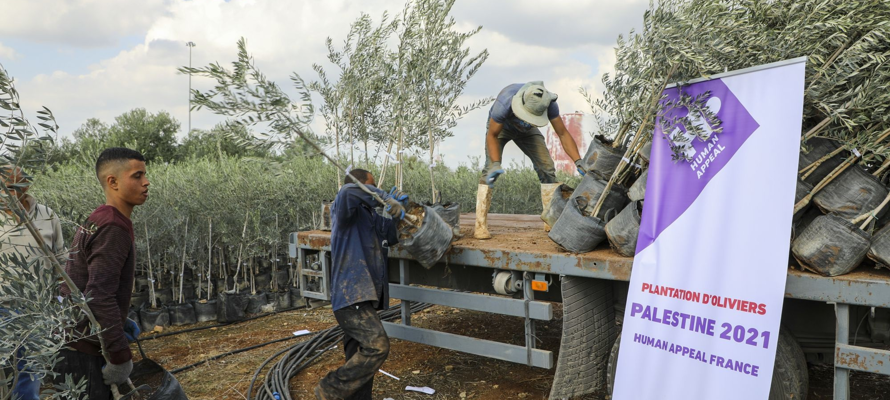 25 000 oliviers plantés en Palestine, grâce à vous 